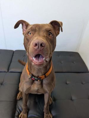 Rocky, Labrador Retriever / Pit Bull Terrier, adult, available for adoption