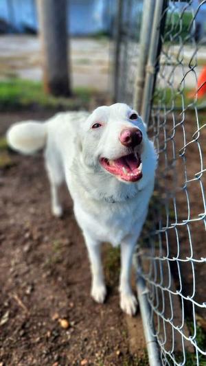 Tina (aka Eowyn), Australian Shepherd, adult, available for adoption