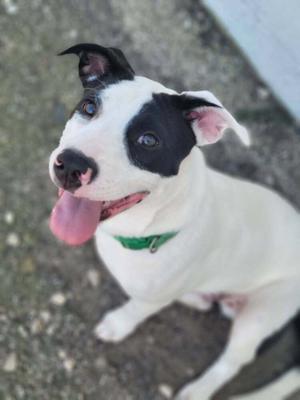 A black and white dog with a green collar, looking up with its tongue out.