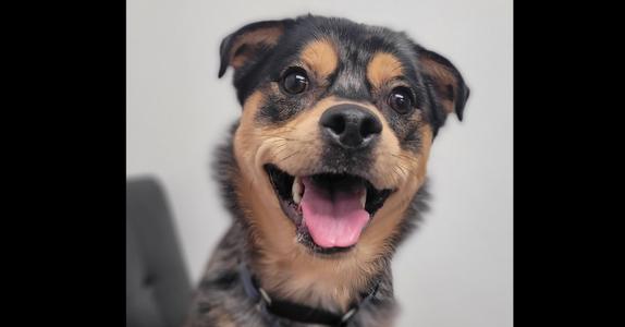 Sonny, Pomeranian / Husky, young, available for adoption