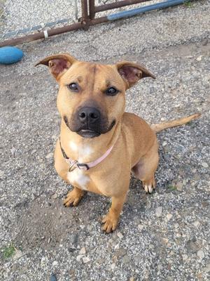 A medium-sized tan dog with floppy ears and a pink collar sits on a gravelly surface, looking directly at the camera.