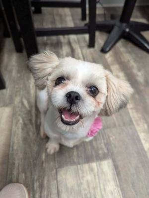 A small white dog with fluffy fur and a pink bow on its head, sitting on a wooden floor and looking up with a happy expression.