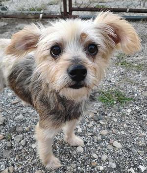 a small dog with shaggy fur standing on a gravel surface