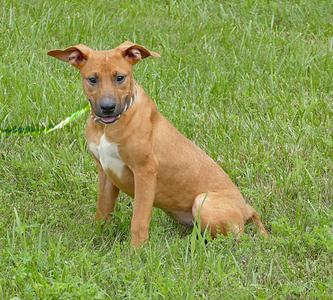 LOTTI, Boxer, young, available for adoption
