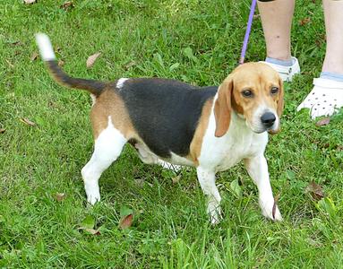 BOWIE, Beagle, adult, available for adoption