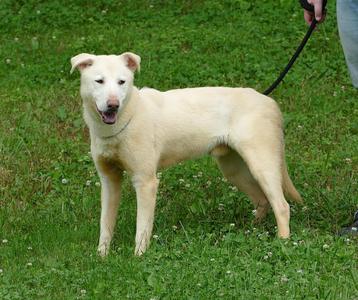 GLACIER, German Shepherd Dog / Husky, adult, available for adoption