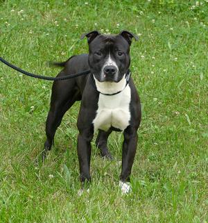 COBI, Pit Bull Terrier, adult, available for adoption