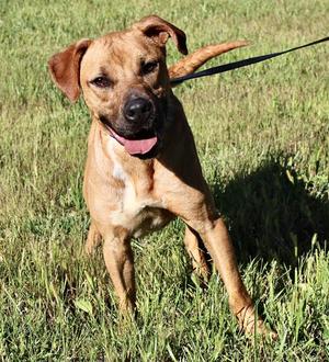 SCRAPPY, Pit Bull Terrier, adult, available for adoption