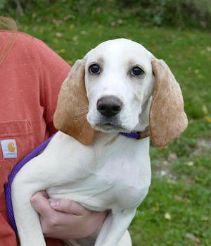 CLYDE, Pointer / Mixed Breed, puppy, available for adoption