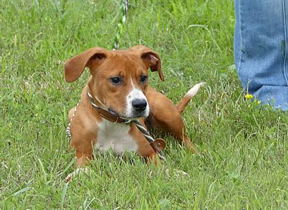 SADIE, Boxer, young, available for adoption