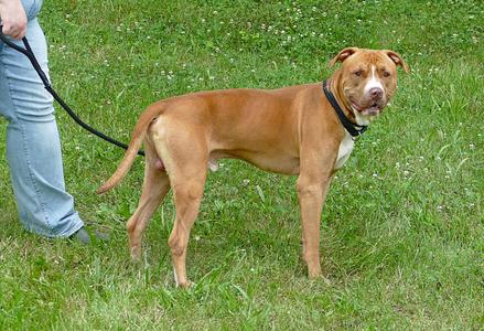 FINN, Pit Bull Terrier, adult, available for adoption