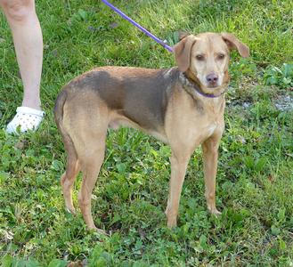 A brown and tan dog standing on grass, wearing a purple leash, with a person's leg visible in the background.