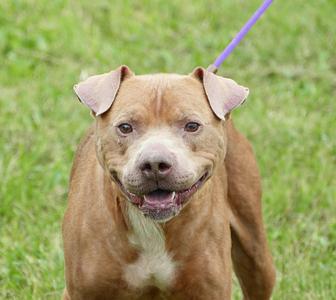 A brown dog with a white chest and floppy ears is standing on a grassy field, looking directly at the camera with its mouth open and tongue slightly out. The dog is wearing a purple leash.