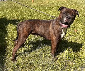 BRADY, Boxer, adult, available for adoption