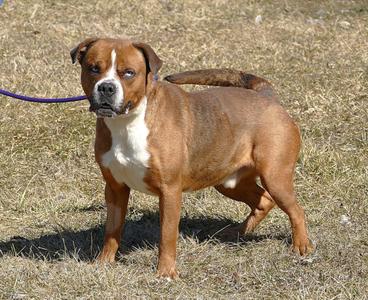 ARGO, Pit Bull Terrier, adult, available for adoption