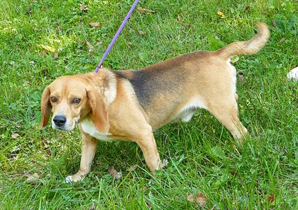 CORWIN, Beagle, adult, available for adoption