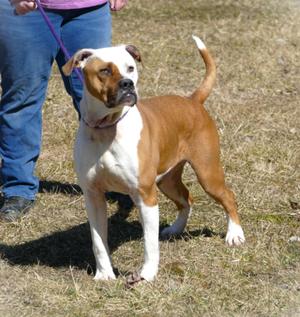 ROCKY, Boxer / American Staffordshire Terrier, adult, available for adoption