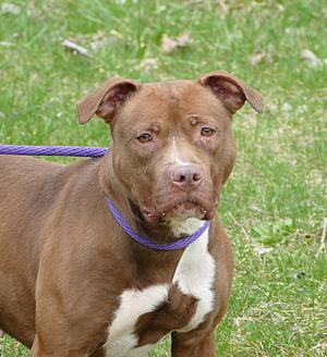 SUGAR, Pit Bull Terrier, adult, available for adoption