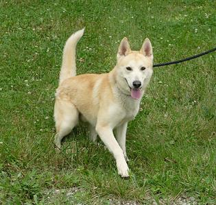 CHASE, Husky, adult, available for adoption