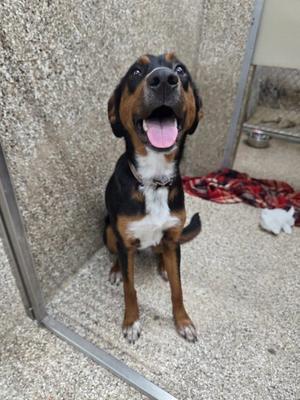 Amber, Hound / Australian Cattle Dog/Blue Heeler, young, available for adoption