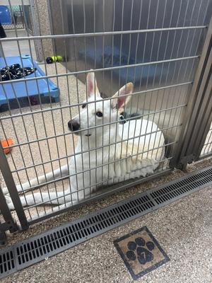 Female Shepherd Mix, White German Shepherd, young, available for adoption