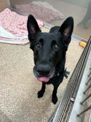 Cry Baby, German Shepherd Dog, senior, available for adoption