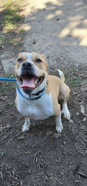A happy brown and white dog with a blue collar, sitting on a dirt path and looking up with its mouth open.