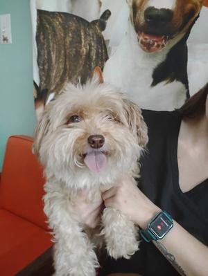 Marty and Niko, Shih Tzu / Chihuahua, adult, available for adoption