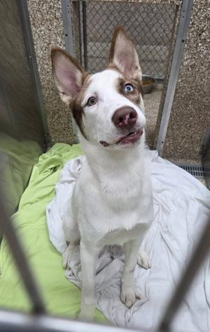 Gatsby, Shepherd / Husky, young, available for adoption