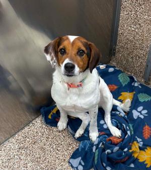 Dixie, Spaniel, adult, available for adoption