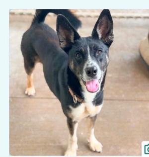 Ari, Shepherd, adult, available for adoption