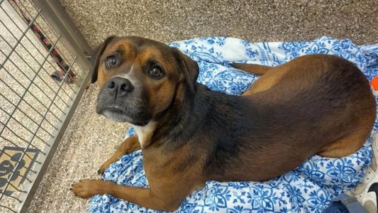 Starley, Boxer, adult, available for adoption