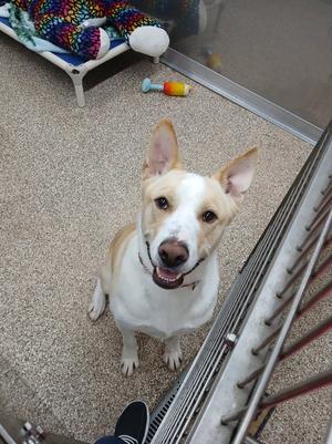 A white and tan dog with perked ears looking up at the camera, sitting on a carpeted floor in a kennel with a colorful blanket and a toy in the background.