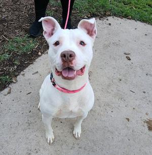 A white dog with pink ears and a pink collar, sitting on a concrete surface, looking up with a happy expression.