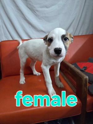 Arabella, Hound, young, available for adoption