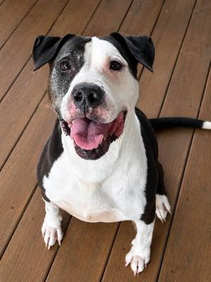 Havana, Pit Bull Terrier, senior, available for adoption
