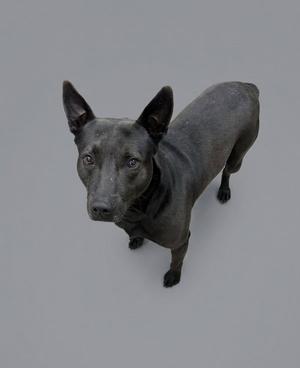 Adonis, Pit Bull Terrier, adult, available for adoption