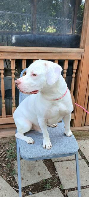 Nino, Pit Bull Terrier, adult, available for adoption