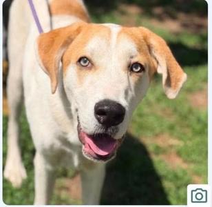 A.J., Hound, adult, available for adoption