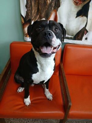 Oden, Pit Bull Terrier, adult, available for adoption