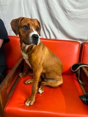 Boxer mix, Boxer, available for adoption