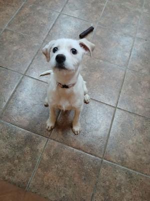 Dixie, Beagle / Jack Russell Terrier, young, available for adoption