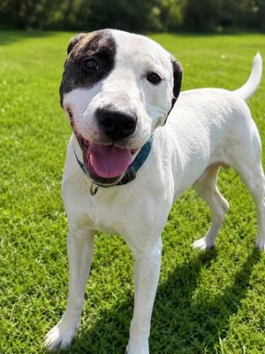 Menace, American Pit Bull Terrier, young, available for adoption