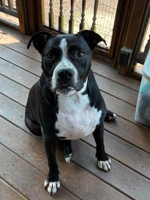 Big Bama, Pit Bull Terrier, adult, available for adoption