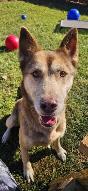 Toast, Husky, adult, available for adoption