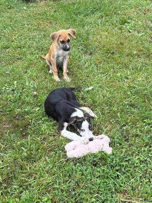 Two dogs in a grassy area. One dog is sitting upright, and the other is lying down, chewing on a pink stuffed toy.