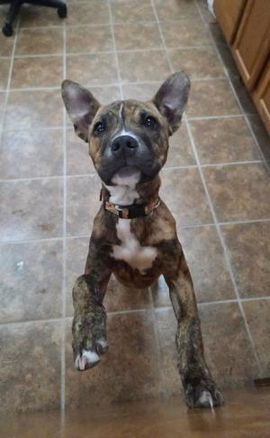 Brutsky, Pit Bull Terrier, young, available for adoption