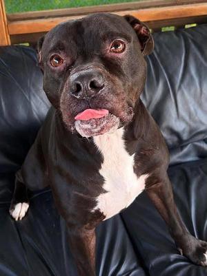 Onyx, Pit Bull Terrier, adult, available for adoption