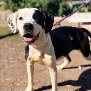 Poe, Pit Bull Terrier, adult, available for adoption