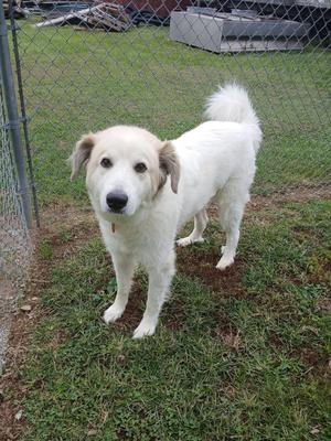 A white dog with floppy ears standing on grass in front of a chain-link fence.